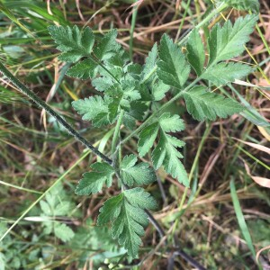 Photographie n°2559562 du taxon Chaerophyllum temulum L. [1753]