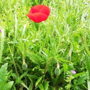 Photographie n°2559569 du taxon Papaver rhoeas L.