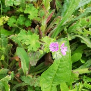 Photographie n°2559576 du taxon Geranium molle L. [1753]