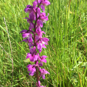 Photographie n°2559578 du taxon Orchis mascula subsp. mascula