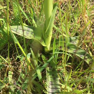 Photographie n°2559585 du taxon Orchis mascula subsp. mascula
