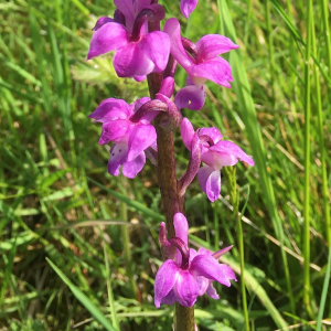 Photographie n°2559587 du taxon Orchis mascula subsp. mascula