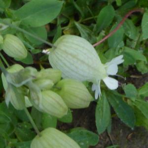 Photographie n°2559596 du taxon Silene vulgaris (Moench) Garcke [1869]