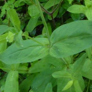 Photographie n°2559598 du taxon Silene vulgaris (Moench) Garcke [1869]