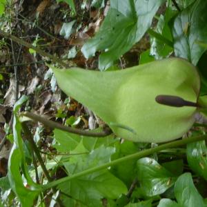 Photographie n°2559601 du taxon Arum maculatum L. [1753]