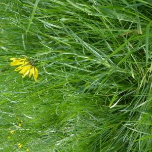 Photographie n°2559610 du taxon Tragopogon pratensis L. [1753]