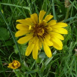 Photographie n°2559611 du taxon Tragopogon pratensis L. [1753]