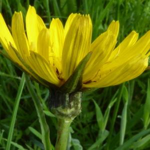 Photographie n°2559613 du taxon Tragopogon pratensis L. [1753]