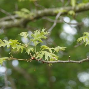 Photographie n°2559637 du taxon Quercus palustris Münchh. [1770]