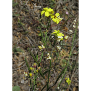 Brassica fruticulosa Cirillo subsp. fruticulosa (Chou ligneux)