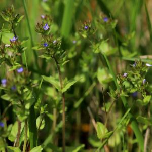 Photographie n°2559684 du taxon Veronica arvensis L. [1753]