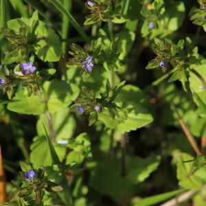 Photographie n°2559685 du taxon Veronica arvensis L. [1753]