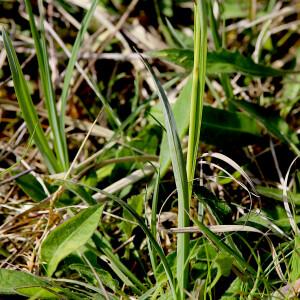 Photographie n°2559707 du taxon Carex flacca Schreb. [1771]