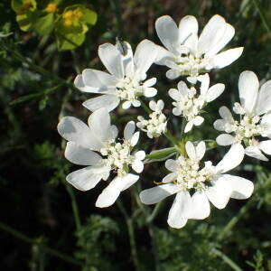 Photographie n°2559728 du taxon Orlaya grandiflora (L.) Hoffm.