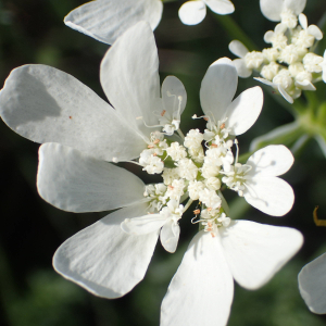 Photographie n°2559729 du taxon Orlaya grandiflora (L.) Hoffm.