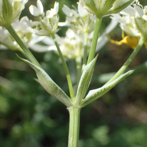 Photographie n°2559730 du taxon Orlaya grandiflora (L.) Hoffm.