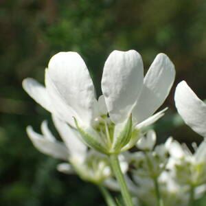 Photographie n°2559731 du taxon Orlaya grandiflora (L.) Hoffm.