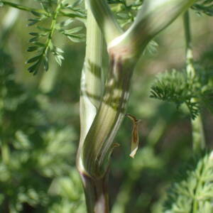 Photographie n°2559733 du taxon Orlaya grandiflora (L.) Hoffm.