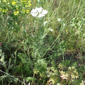 Photographie n°2559734 du taxon Orlaya grandiflora (L.) Hoffm.