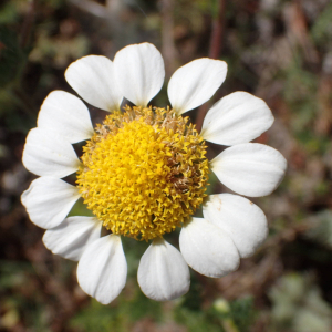 Photographie n°2559756 du taxon Anacyclus clavatus (Desf.) Pers.