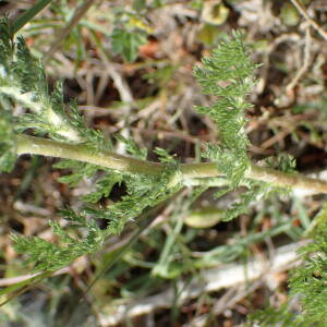 Photographie n°2559757 du taxon Anacyclus clavatus (Desf.) Pers.