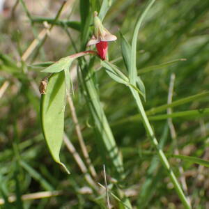 Photographie n°2559766 du taxon Lathyrus cicera L.