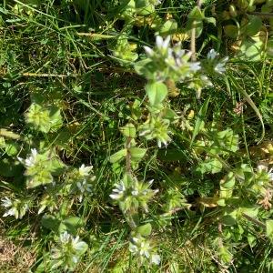 Photographie n°2559792 du taxon Cerastium glomeratum Thuill.