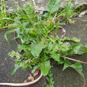 Photographie n°2559885 du taxon Taraxacum div. Sp.