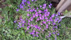 Jeanlucbriset, le  7 mai 2023 (Saint-Étienne (LA RICAMARIE))