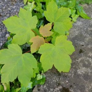 Photographie n°2559900 du taxon Acer pseudoplatanus L.