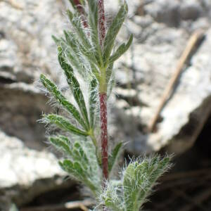 Photographie n°2559991 du taxon Potentilla hirta L. [1753]