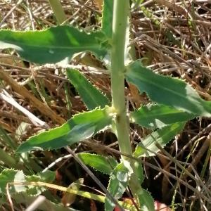 Photographie n°2560010 du taxon Euphorbia serrata L.