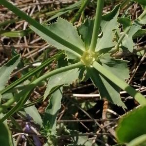 Photographie n°2560011 du taxon Euphorbia serrata L.