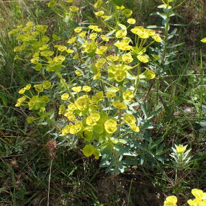 Photographie n°2560023 du taxon Euphorbia nicaeensis All. [1785]