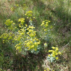 Photographie n°2560024 du taxon Euphorbia nicaeensis All. [1785]