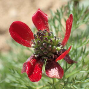 Photographie n°2560026 du taxon Adonis annua L. [1753]