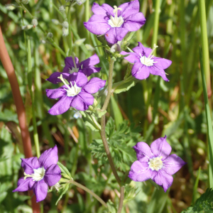 Photographie n°2560036 du taxon Legousia speculum-veneris (L.) Chaix