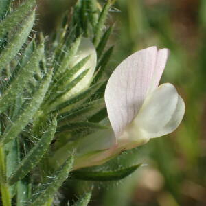 Photographie n°2560039 du taxon Vicia lutea L.