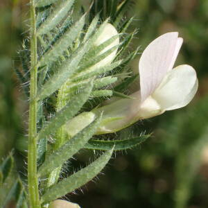 Photographie n°2560040 du taxon Vicia lutea L.