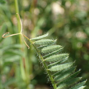 Photographie n°2560041 du taxon Vicia lutea L.