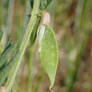 Photographie n°2560042 du taxon Vicia lutea L.