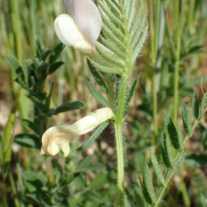 Photographie n°2560043 du taxon Vicia lutea L.