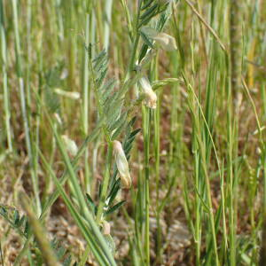 Photographie n°2560044 du taxon Vicia lutea L.