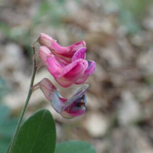 Photographie n°2560046 du taxon Lathyrus niger subsp. niger