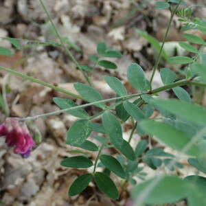 Photographie n°2560047 du taxon Lathyrus niger subsp. niger