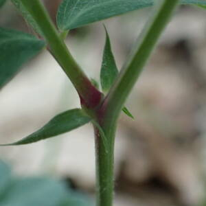  - Lathyrus niger subsp. niger