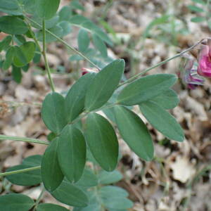  - Lathyrus niger subsp. niger