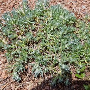 Photographie n°2560078 du taxon Filago germanica (L.) L.