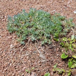 Photographie n°2560079 du taxon Filago germanica (L.) L.