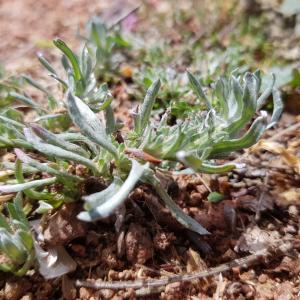 Photographie n°2560080 du taxon Filago germanica (L.) L.